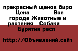 прекрасный щенок биро › Цена ­ 20 000 - Все города Животные и растения » Собаки   . Бурятия респ.